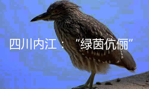 四川內江:“綠茵伉儷”扎根縣城 做“鏗鏘玫瑰”“筑夢人”